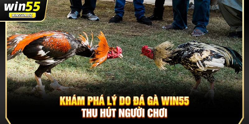 Khám phá lý do đá gà Win55 thu hút người chơi